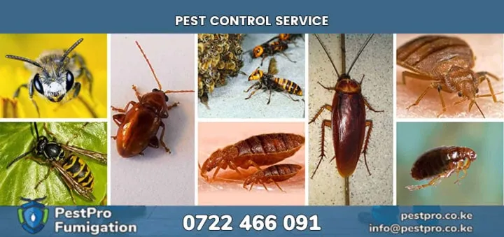 PestPro Fumigation Kenya